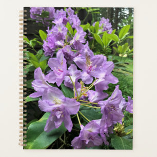 Catawbiense Boursault Rhododendrons, Oregon Planner