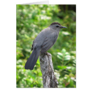 Catbird Blank Card