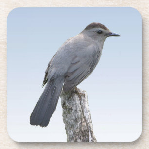 Catbird Coaster