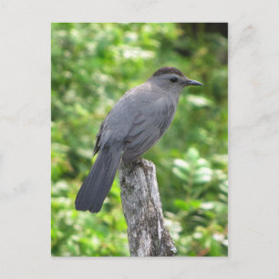 Catbird Postcard