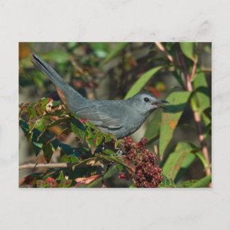 Catbird Postcard