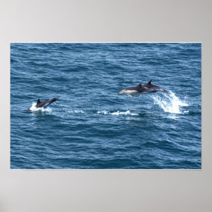 Catch Me, If You Can. Dolphin Chase Poster