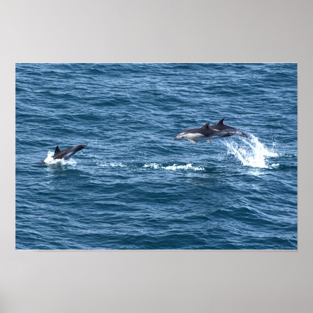 Catch Me, If You Can. Dolphin  Chase Poster (Front)