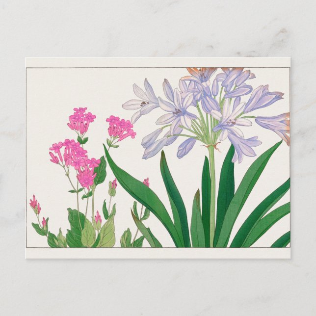Catchfly, African lily by Tanigami Konan Postcard (Front)