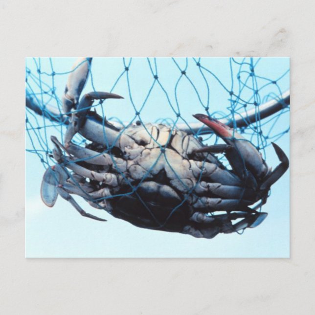 Catching Blue Crab Postcard (Front)