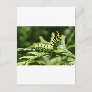 Caterpillar 2012 postcard
