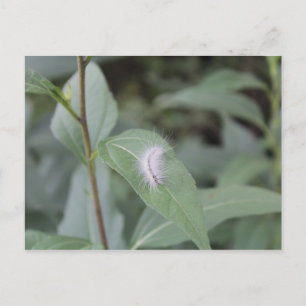 Caterpillar #6 postcard