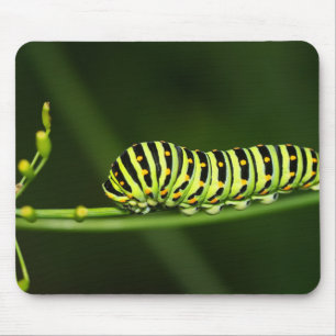Caterpillar, butterfly, dovetail mouse pad