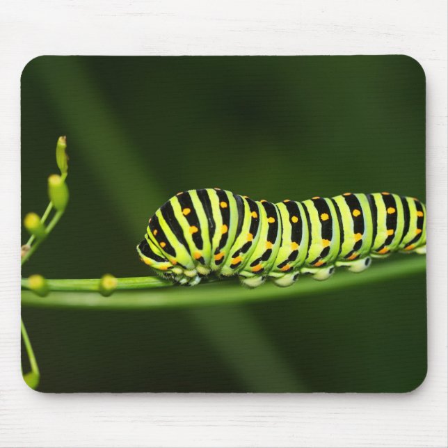 Caterpillar, butterfly, dovetail mouse pad (Front)