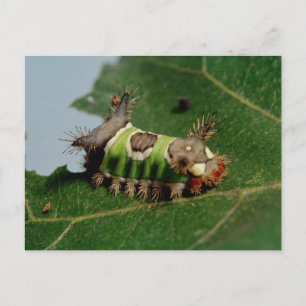 Caterpillar Eating a Leaf Postcard