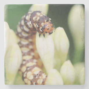 Caterpillar Larvae Of Lily Borer Butterfly Stone Coaster