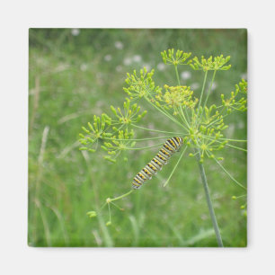 Caterpillar Magnet