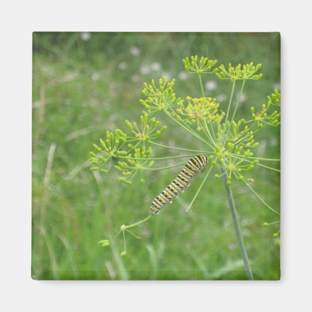 Caterpillar Magnet (Front)