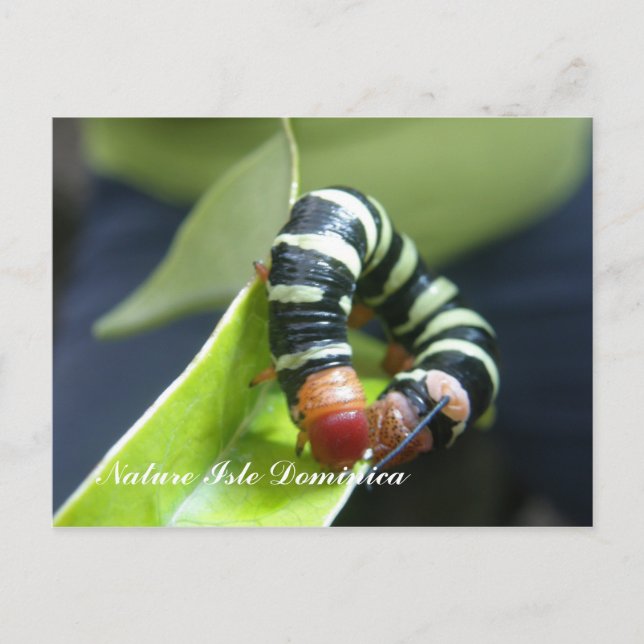 Caterpillar On Leaf Postcard (Front)