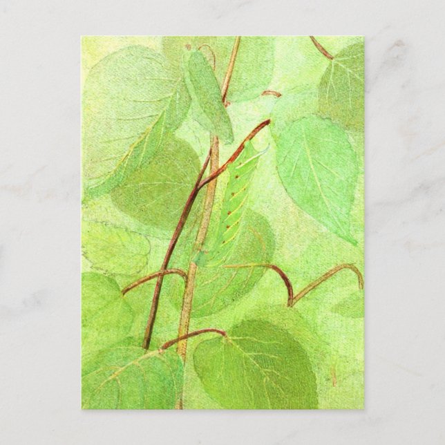 Caterpillar Painting Postcard (Front)
