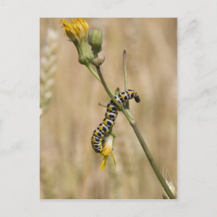 caterpillar postcard
