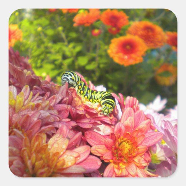 Caterpillar Sunning Stickers (Front)