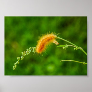 Caterpillar Yellow Wooly Worm Insects Poster