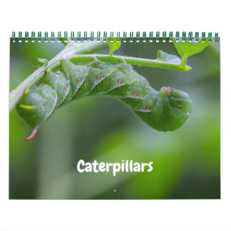 Caterpillars Calendar
