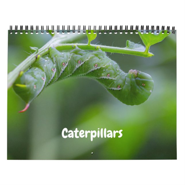 Caterpillars Calendar (Cover)