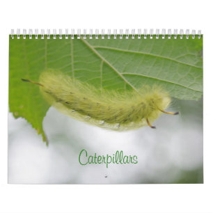 Caterpillars Calendar