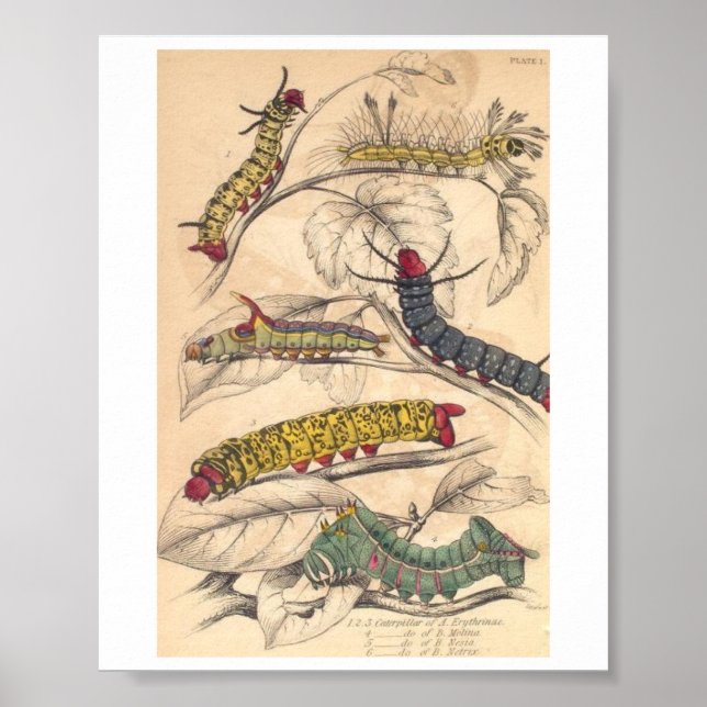 Caterpillars Poster (Front)