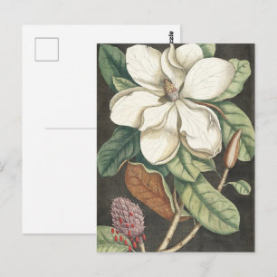 Catesby Vintage Magnolia Botanical Illustration Postcard