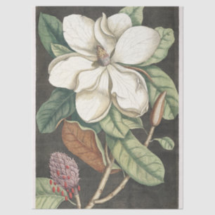 Catesby Vintage Magnolia Botanical Illustration Tissue Paper
