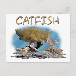 Catfish fishing art postcard