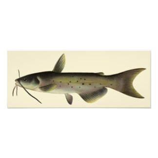 Catfish Fishing, Vintage Marine Life River Fish Photo Print