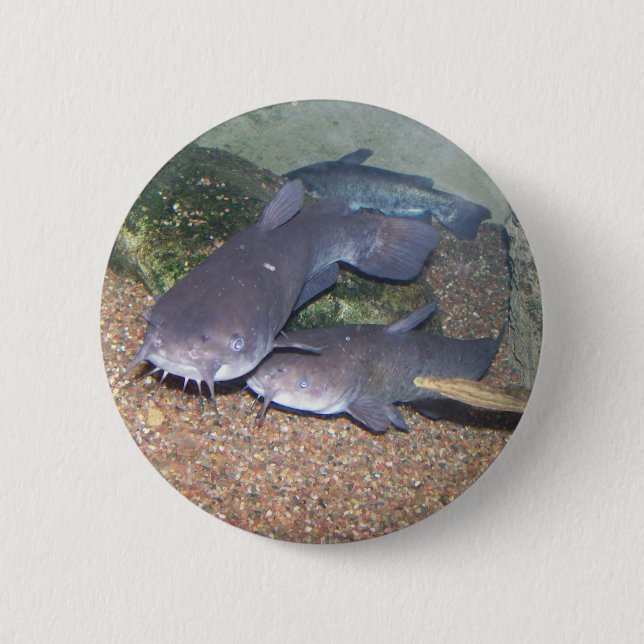 Catfish fishing zoo 6 cm round badge (Front)