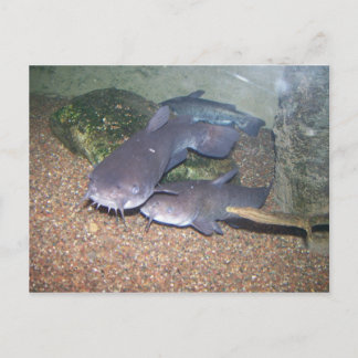 Catfish fishing zoo postcard