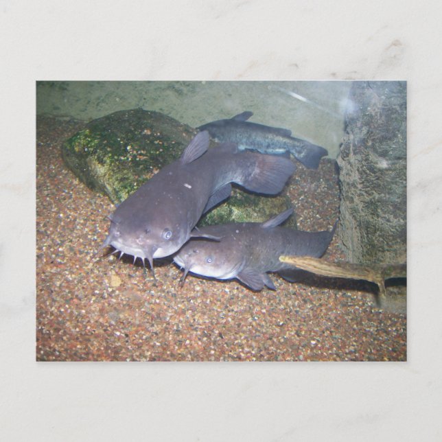 Catfish fishing zoo postcard (Front)
