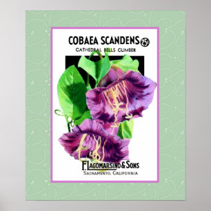Cathedral Climber Flowers Poster