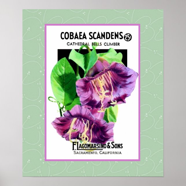 Cathedral Climber Flowers Poster (Front)