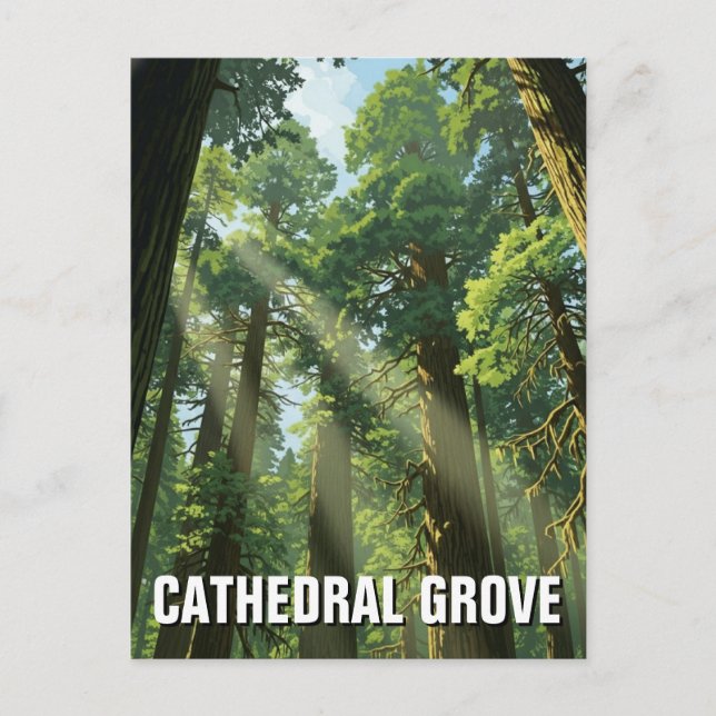 Cathedral Grove MacMillan Provincial Park Travel Postcard (Front)