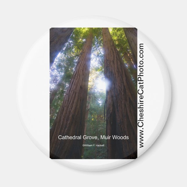 Cathedral Grove, Muir Woods California Products Magnet (Front)