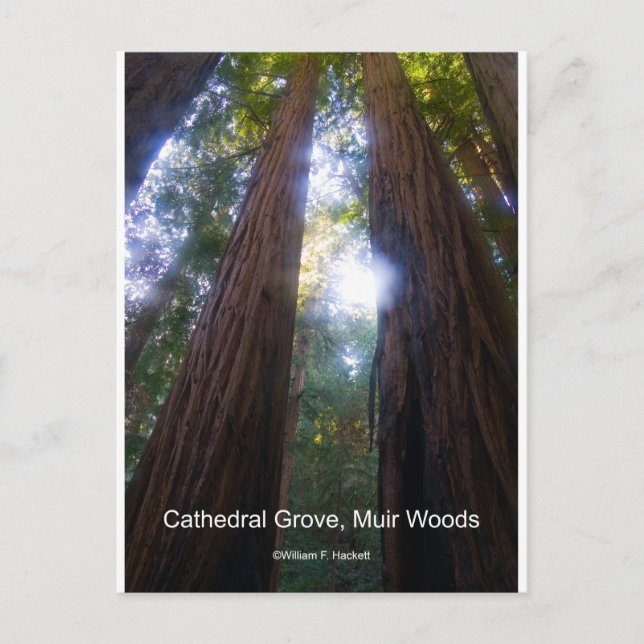 Cathedral Grove, Muir Woods California Products Postcard (Front)