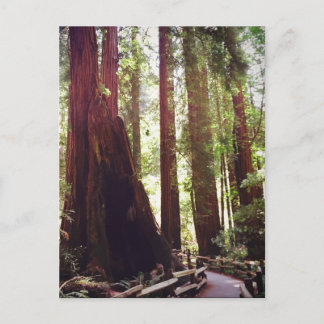 Cathedral Grove Postcard