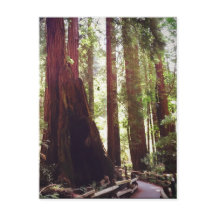 Cathedral Grove