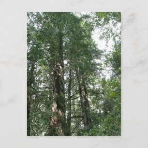 Cathedral Grove postcard