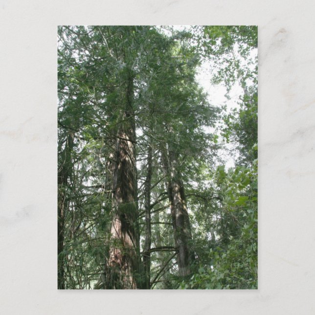 Cathedral Grove postcard (Front)