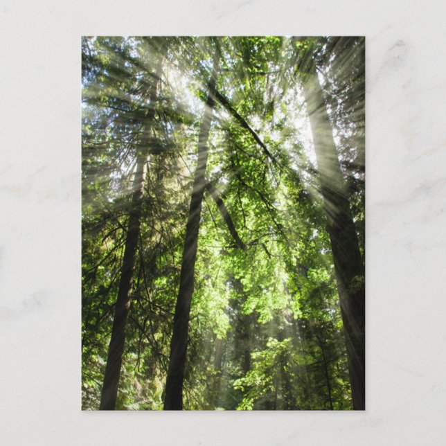 Cathedral Grove sunlight for Postcrossing Postcard (Front)