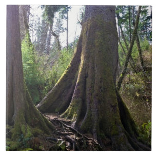 Cathedral Tree, Astoria, Oregon Ceramic Tile