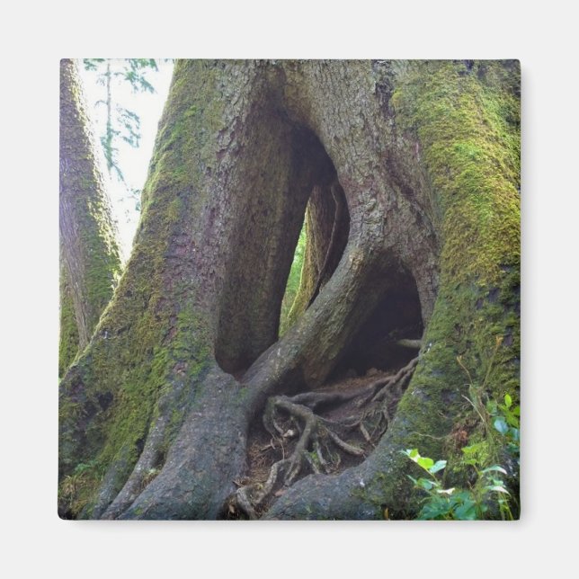 Cathedral Tree, Astoria, Oregon Magnet (Front)