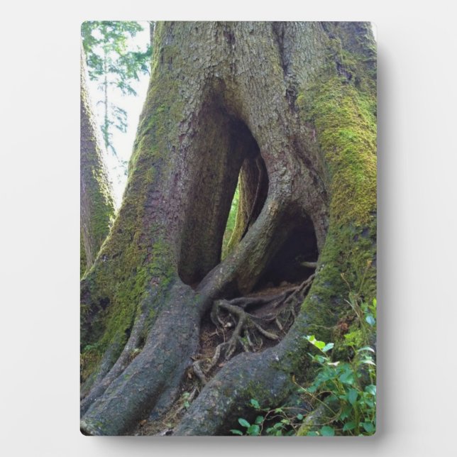 Cathedral Tree, Astoria, Oregon Plaque (Front)