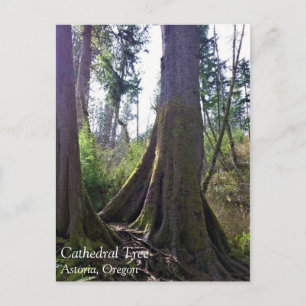 Cathedral Tree, Astoria, Oregon Postcard
