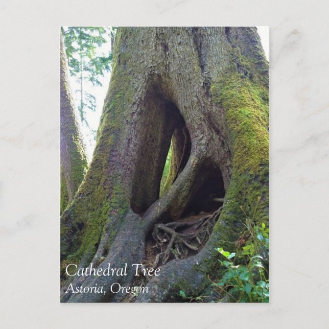 Cathedral Tree, Astoria, Oregon Postcard (Front)