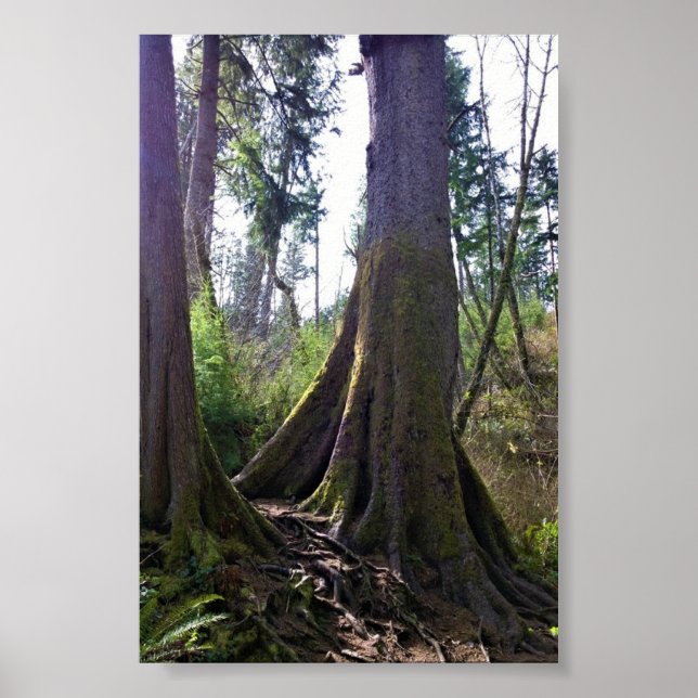 Cathedral Tree, Astoria, Oregon Poster (Front)