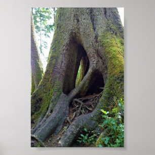 Cathedral Tree, Astoria, Oregon Poster